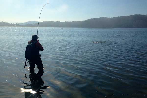 Westcoast Flyfishers Association