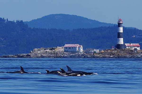 Sooke Whale Watching - Sooke, BC