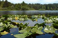 Kemp Lake - Sooke, Vancouver Island, BC